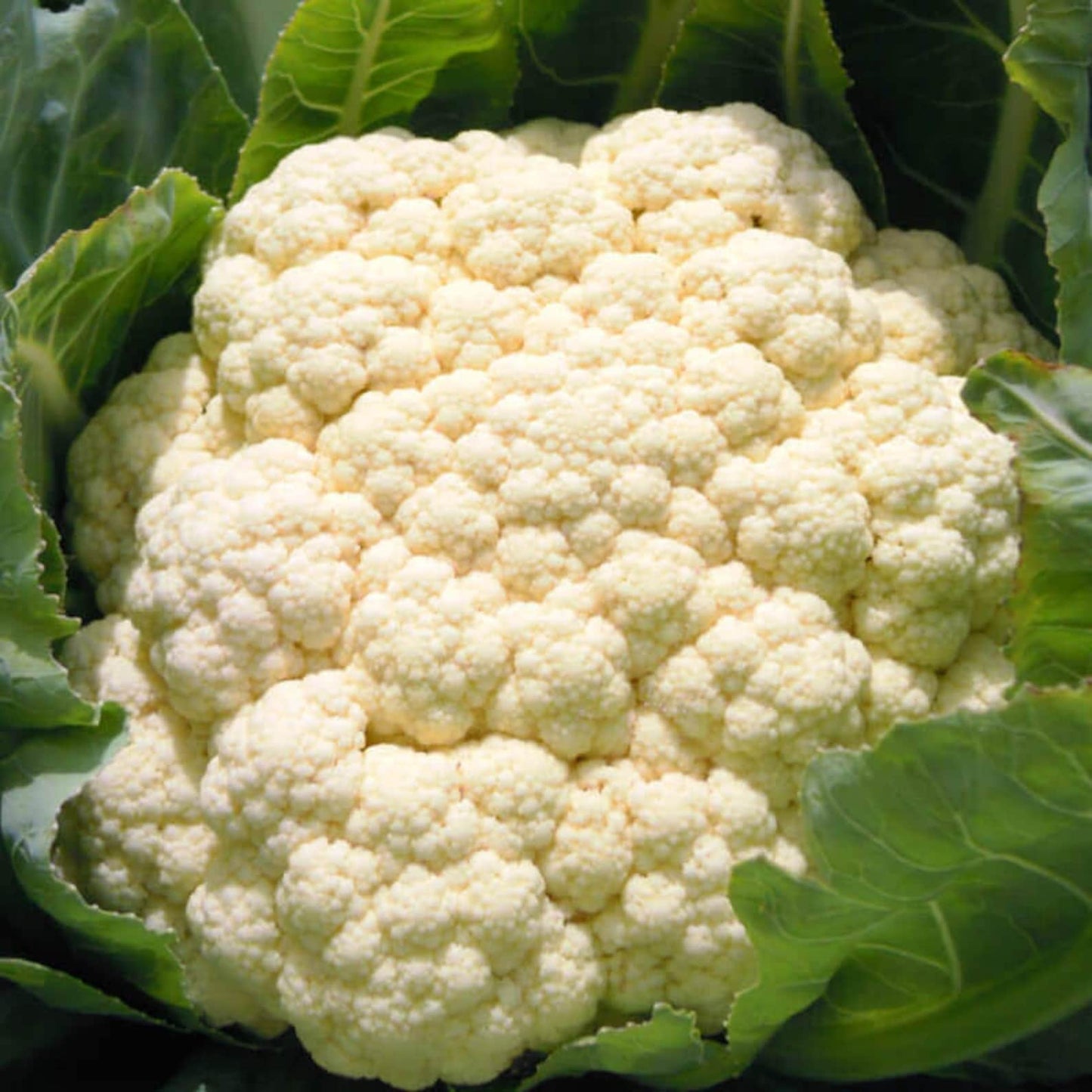 CAULIFLOWER