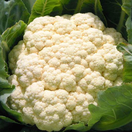 CAULIFLOWER